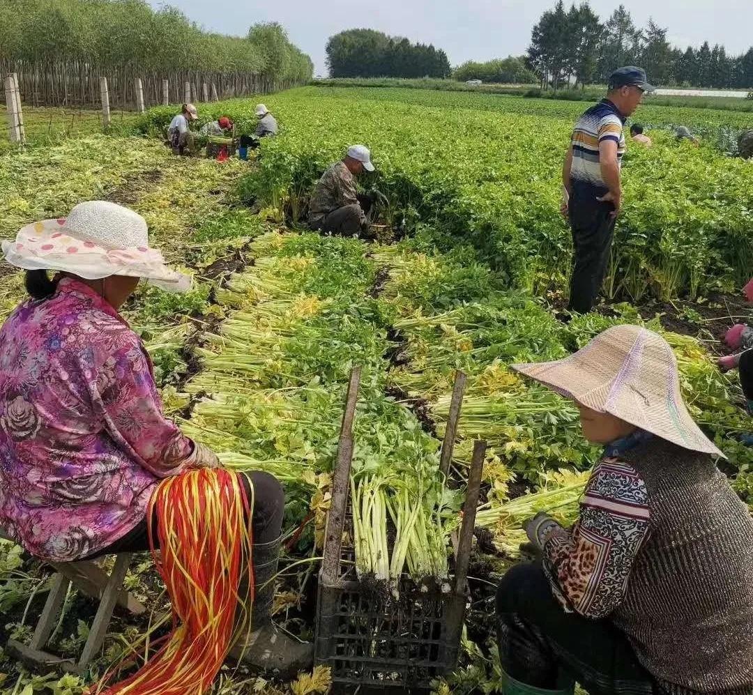 马家沟村村委会人事任命揭晓，开启村庄发展新篇章